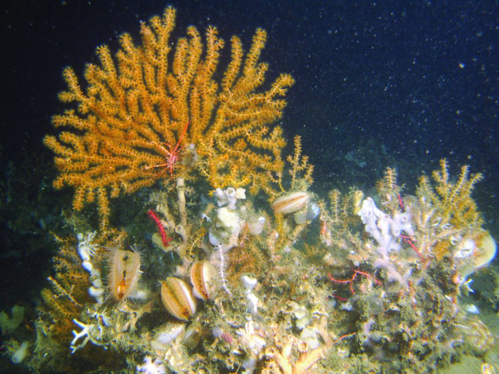 Ecological Capital Anchors Senegal's Debt-Repair Narrative