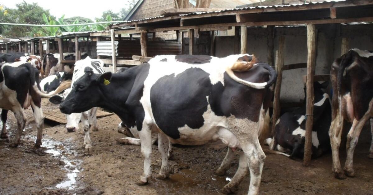 Kenya shifts capital into livestock modernisation
