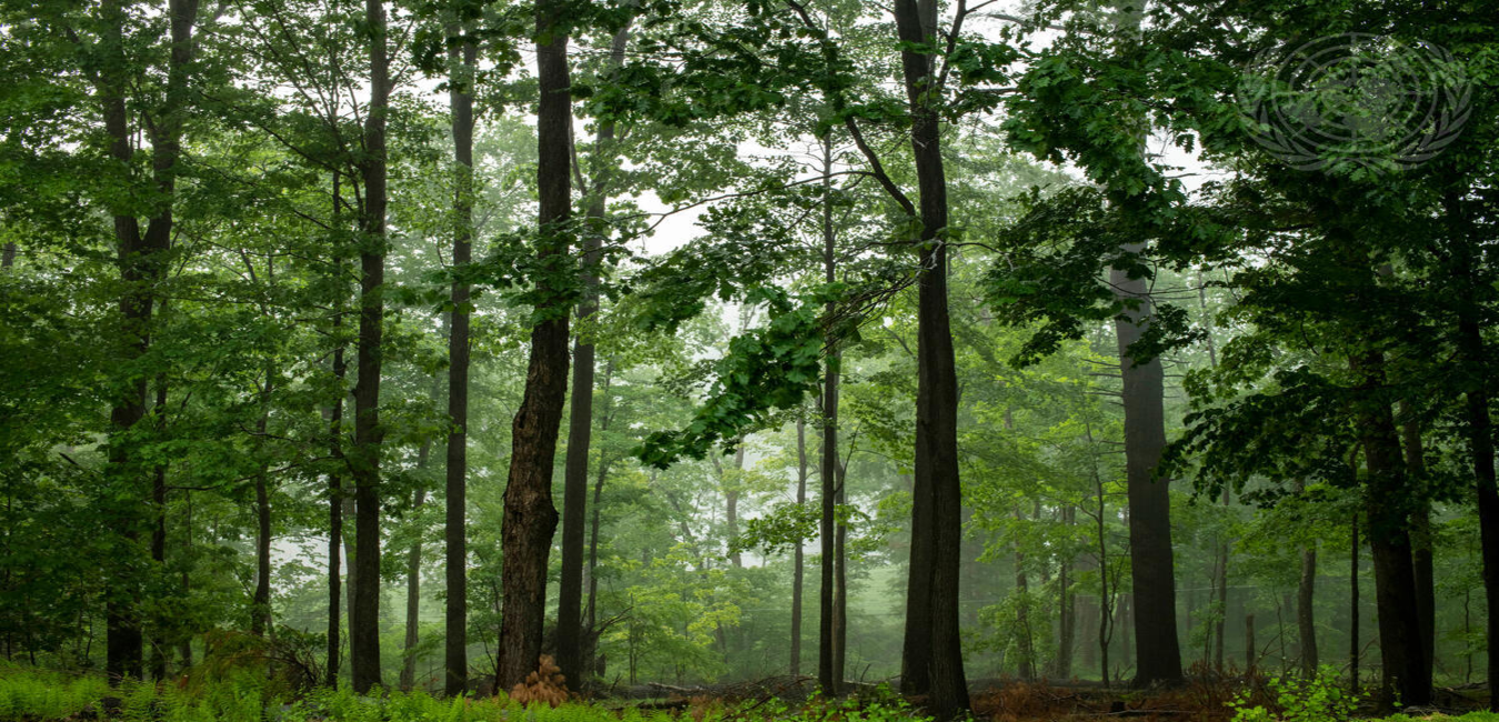 A forestry revolution: PNG turns logs into local prosperity