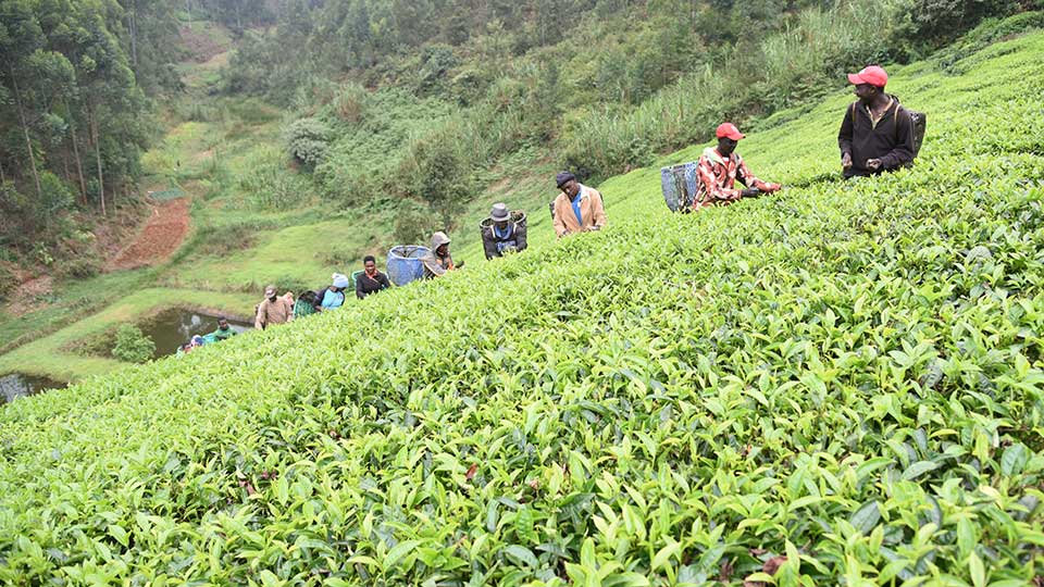 Kenya’s Tea Fields Reveal the Hidden Cost of Climate Volatility