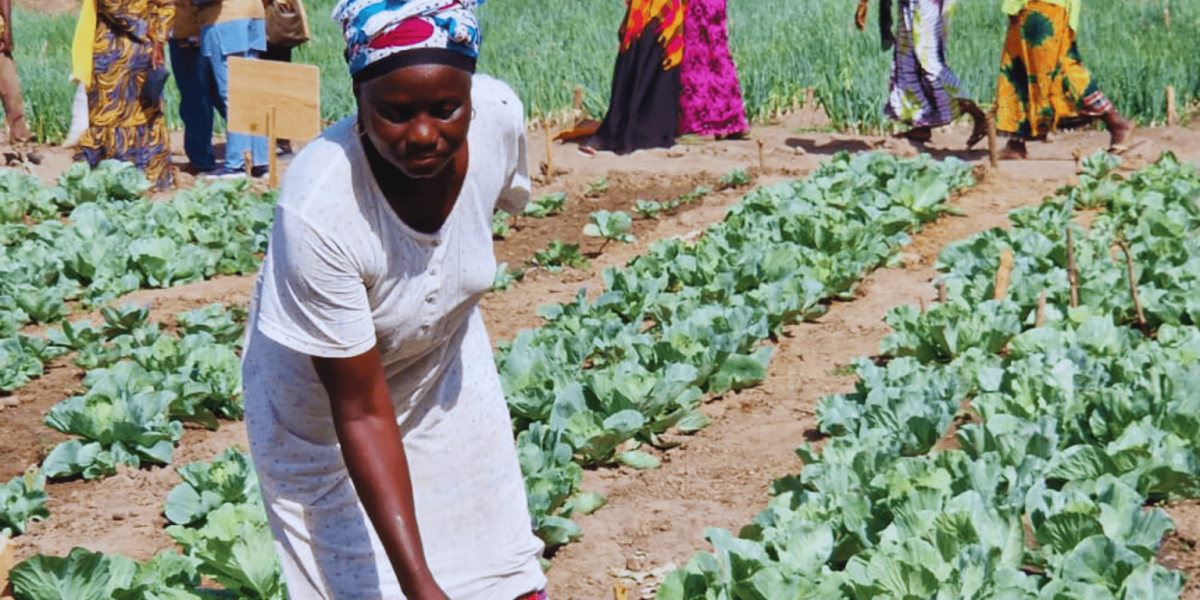 Gambia youth agribusiness signals execution credibility