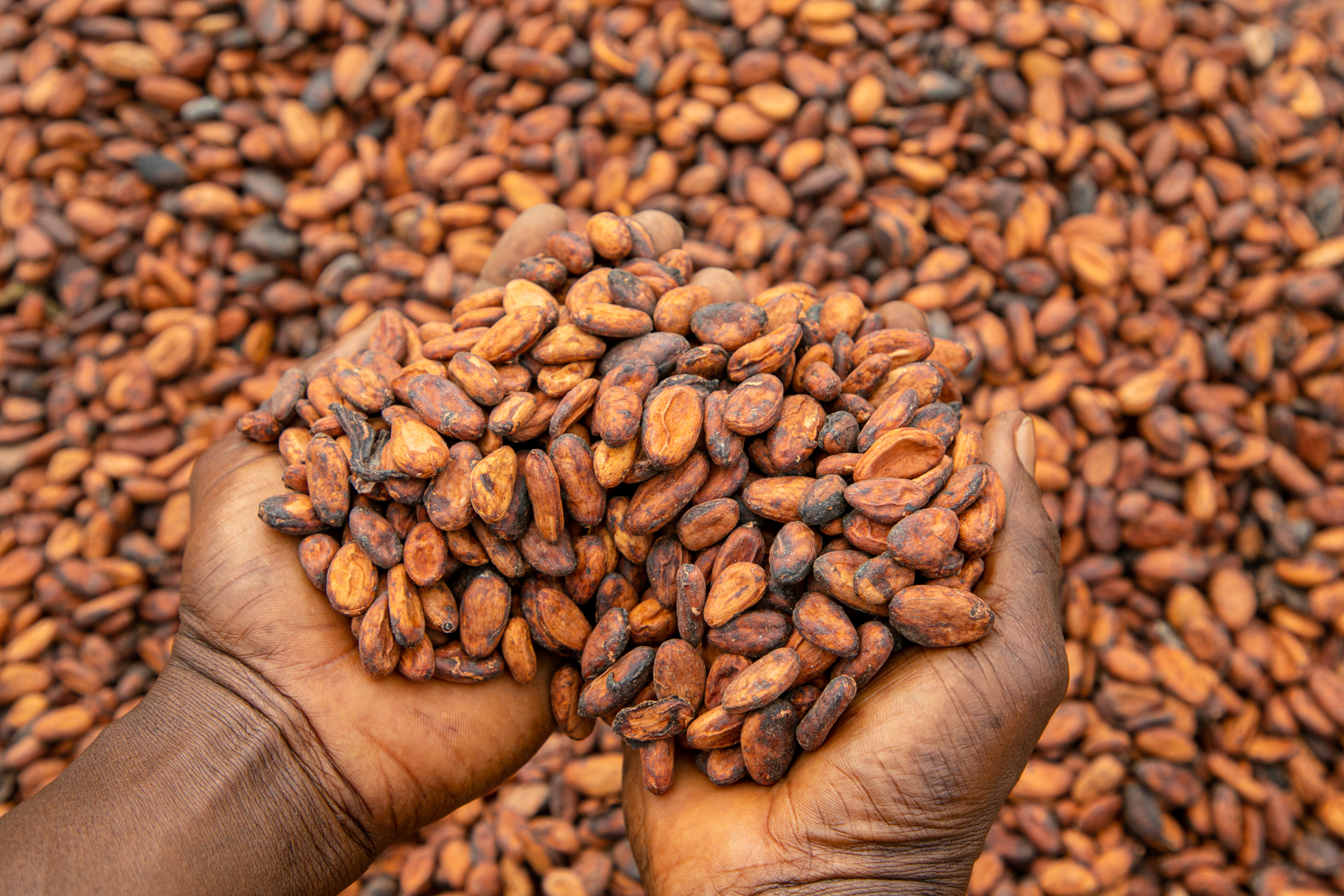The Price of Politics Inside Ghana’s Costly Cocoa Promise