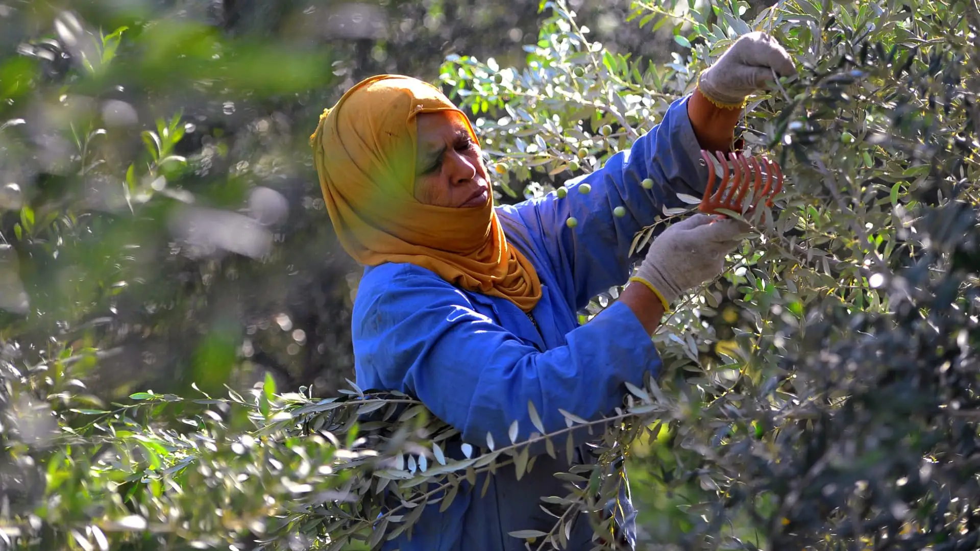 Record Olive-Oil Harvest Offers FX Relief