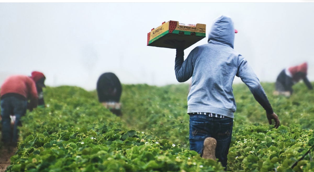 African Agritech Adoption Poised to Boost GDP Growth